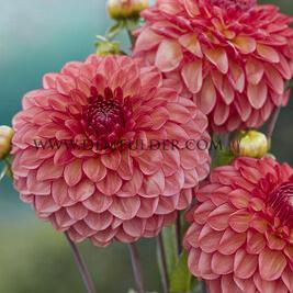 Dahlia Chapeau Bas (x 35)