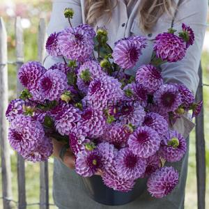 Dahlia Columbus (x 35)
