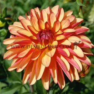 Dahlia Crazy Legs (x 35)