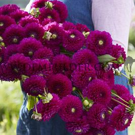 Dahlia Cryfield Harmony (x 35)