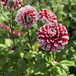 Dahlia Cum Laude (x 35)