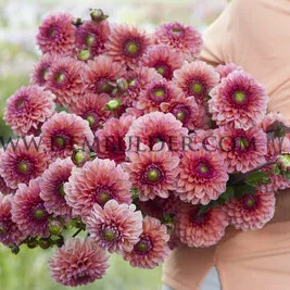 Dahlia Daisy Duke (x 35)