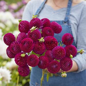 Dahlia Downham Royal (x 35)