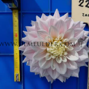 Dahlia Elliot (x 35)