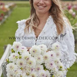 Dahlia Eveline (x 35)