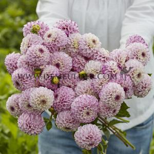 Dahlia Genova (x 35)
