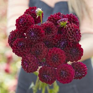 Dahlia Gipsy Night (x 35)