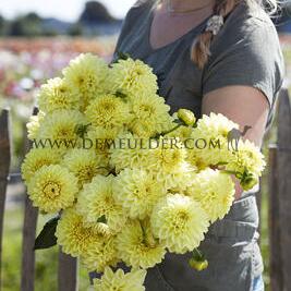Dahlia Golden Eye (x 35)