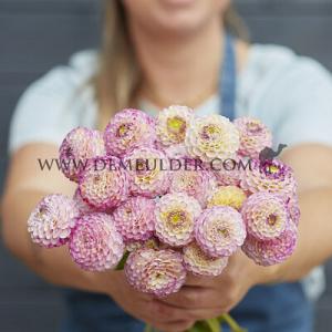 Dahlia Hapet Compo (x 35)