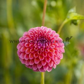 Dahlia Hapet Coppery (x 35)