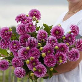 Dahlia Happy Hour (x 35)