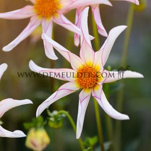 Dahlia Honka Fragile (x 35)
