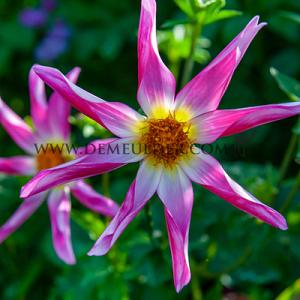 Dahlia Honka Pink (x 35)