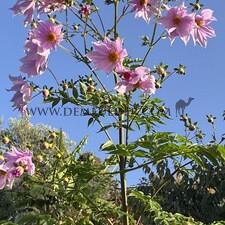 Dahlia Imperialis (x 35)