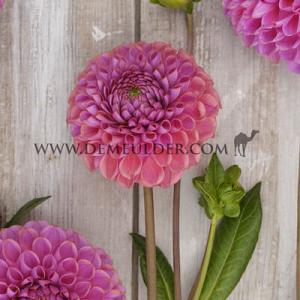 Dahlia Isabel (x 35)