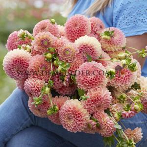 Dahlia Jowey Nicky (x 35)