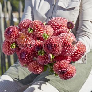 Dahlia Jowey Winnie (x 35)