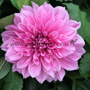 Dahlia Lavender Perfection (x 35)
