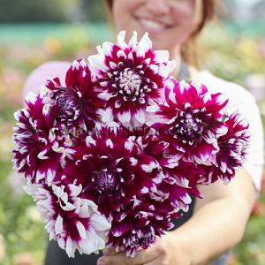 Dahlia Louis Walcher (x 35)