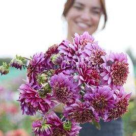 Dahlia Mambo (x 35)