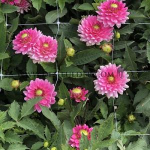 Dahlia Melody Lizza (x 35)