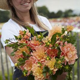 Dahlia Mister Frans (x 35)