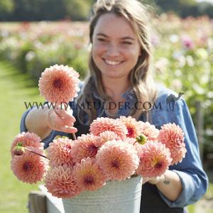 Dahlia Moderato (x 35)