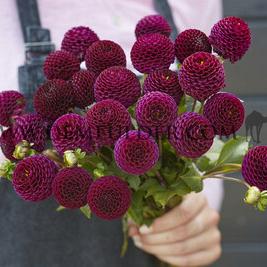 Dahlia Moorplace (x 35)