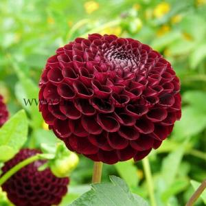 Dahlia Natal (x 35)