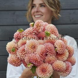 Dahlia Nathalie G (x 35)