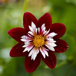 Dahlia Night Butterfly (x 35)
