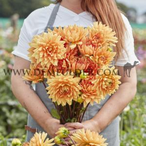 Dahlia Noordwijks Glorie (x 35)