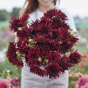 Dahlia Nuit D'ete (x 35)