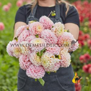 Dahlia Opal (x 35)