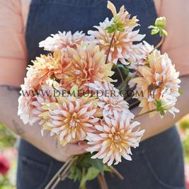 Dahlia Orange & Snow (x 35)