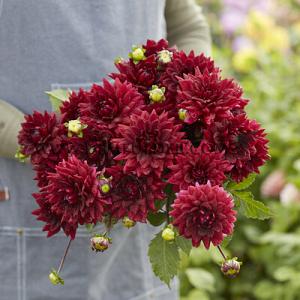 Dahlia Painted Black (x 35)
