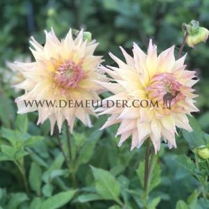 Dahlia Penhill Autumn Shade (x 35)
