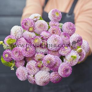 Dahlia Ping Pong (x 35)