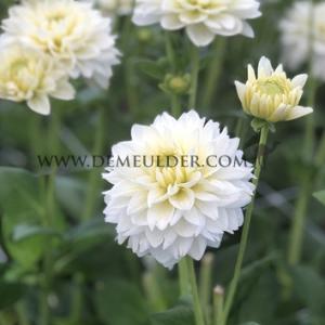 Dahlia Polar Ice (x 35)