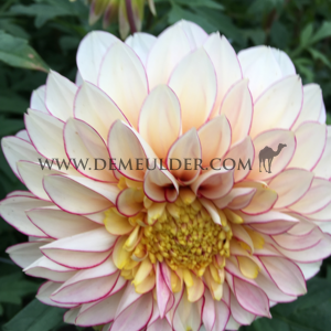 Dahlia Polka (x 35)