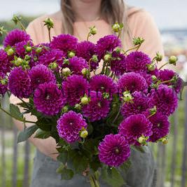 Dahlia Purple Fox (x 35)