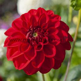 Dahlia Red Symphony (x 35)