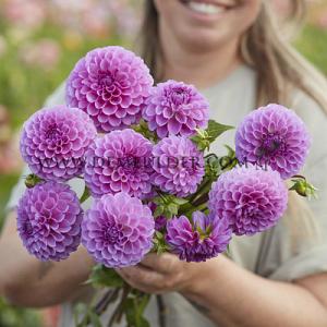 Dahlia Robann Regal (x 35)