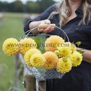 Dahlia Royal Yellow (x 35)