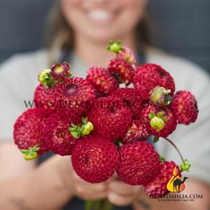 Dahlia Ryecroft Blackberry (x 35)