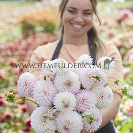 Dahlia Sefton Silvertop (x 35)