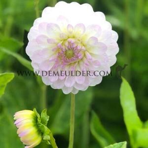 Dahlia Smoothy (x 35)