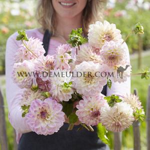 Dahlia Sturm Kika (x 35)