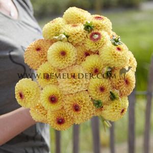 Dahlia Sunny Boy (x 35)