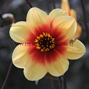 Dahlia Sunshine (x 35)